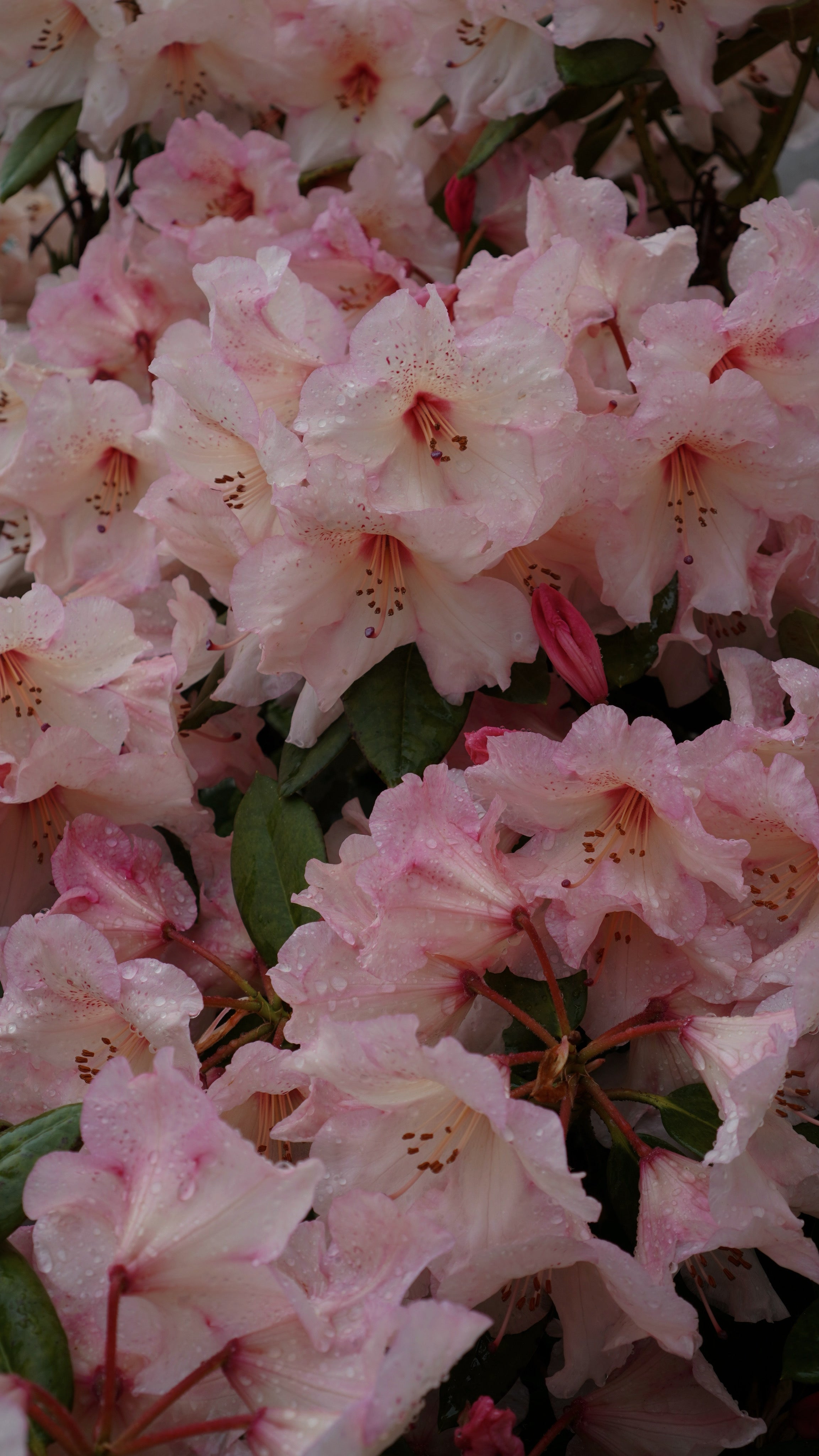 West Virginia Rhododendron